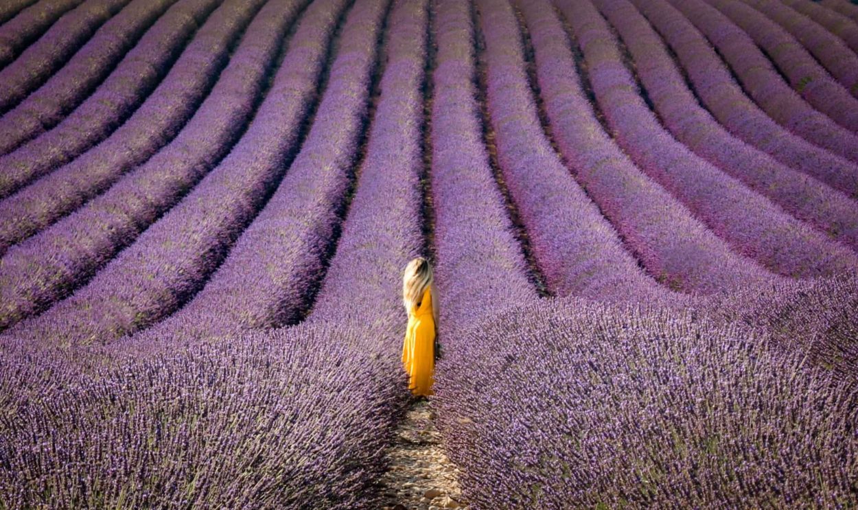 provence lavande valensole france