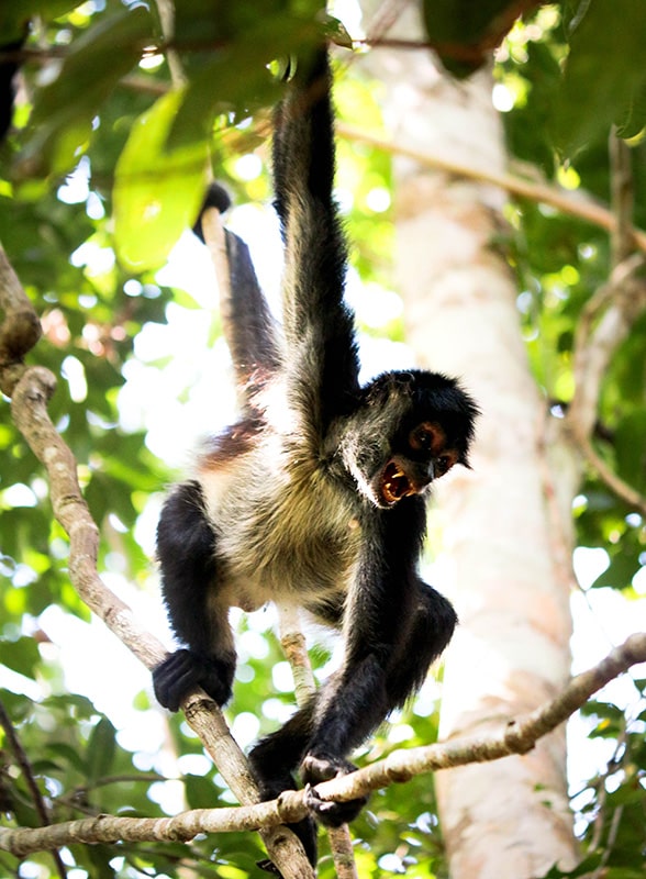 Animaux du Guatemala