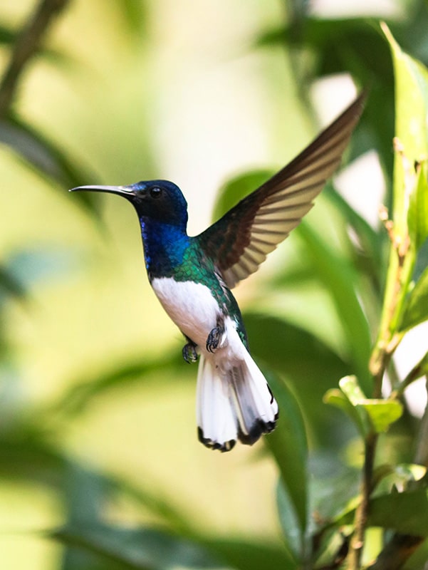 Colibri en vol