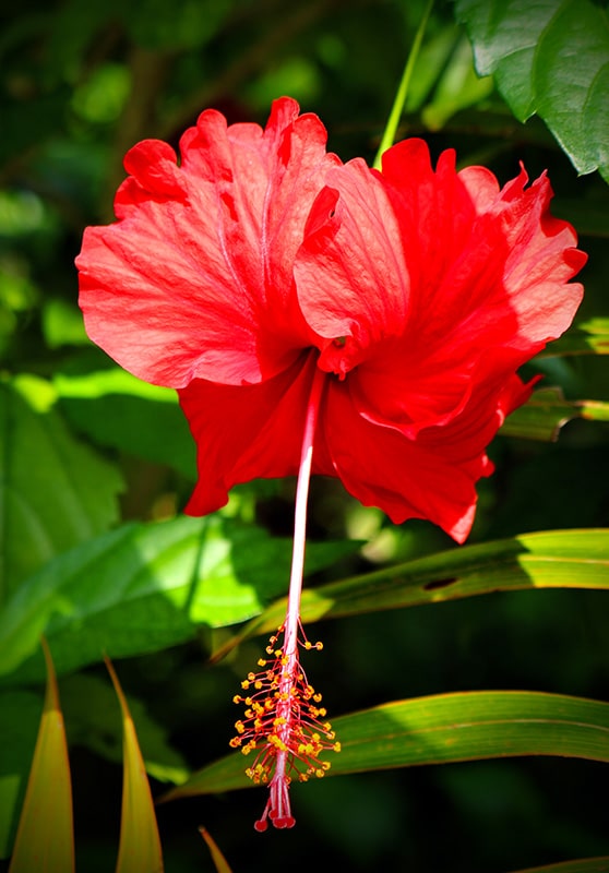 Fleur tropciale Okinawa Japon