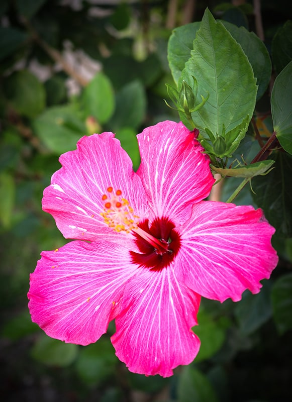 Fleur tropicale iles paradisiaques Japon